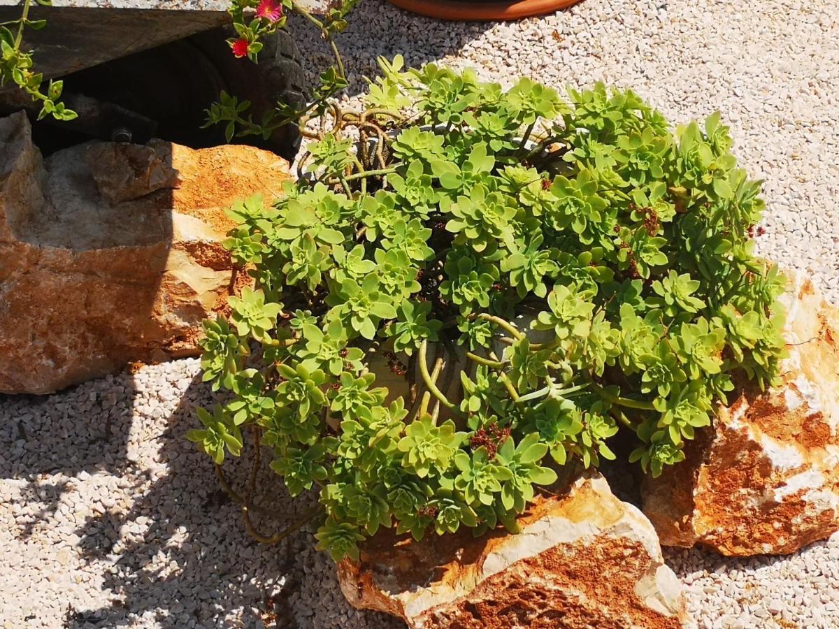 Atena Zaton Lägenhet Nin Exteriör bild